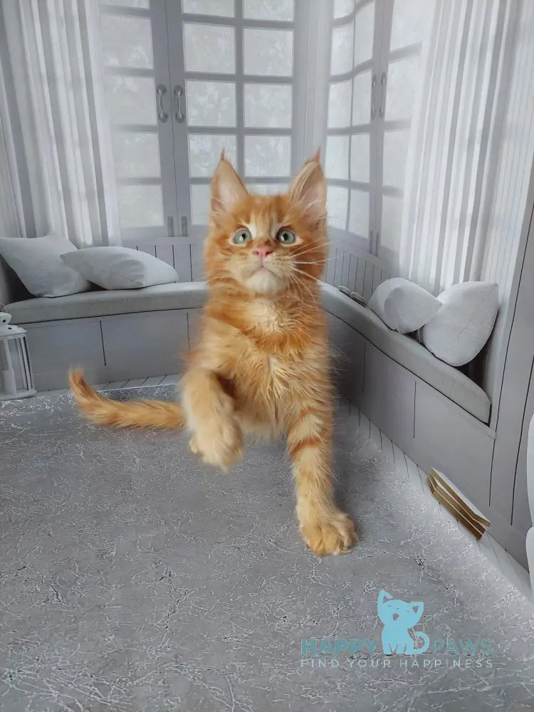 Viktor Maine Coon male red live animals