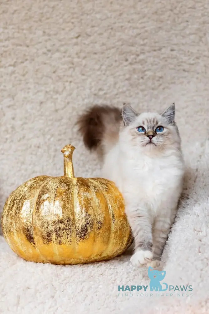Viktor Ragdoll male blue tabby bicolour live animals
