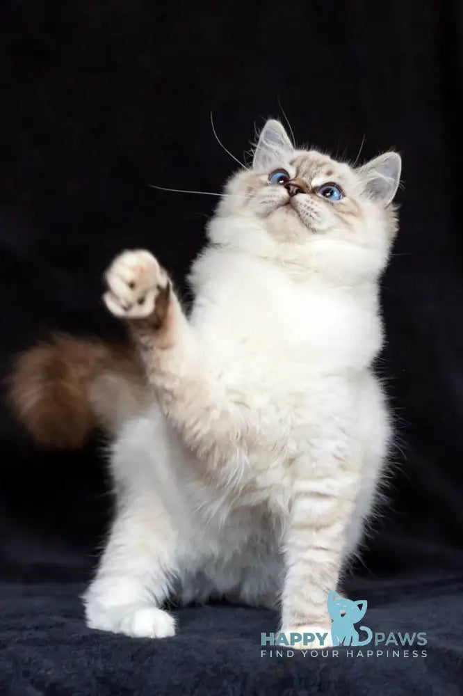 Viktor Ragdoll male blue tabby bicolour live animals