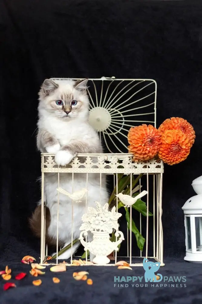 Viktor Ragdoll male blue tabby bicolour live animals