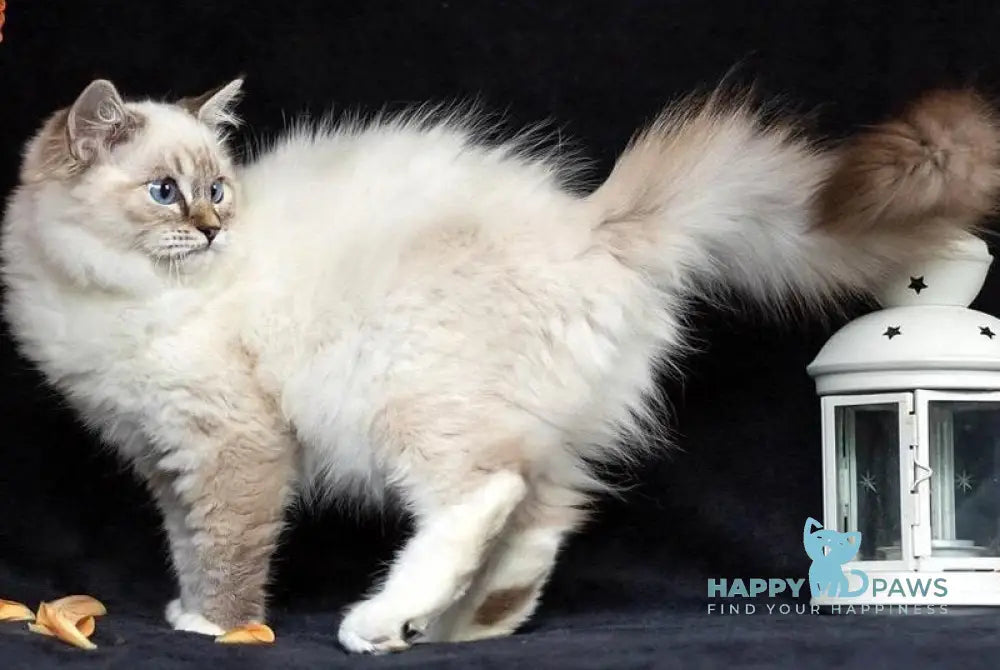 Viktor Ragdoll male blue tabby bicolour live animals