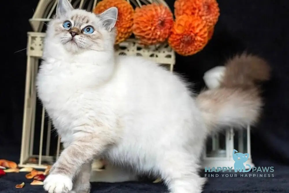 Viktor Ragdoll male blue tabby bicolour live animals