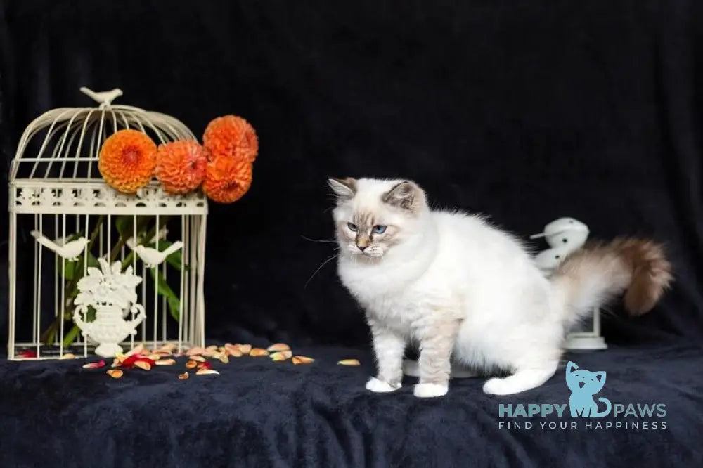 Viktor Ragdoll male blue tabby bicolour live animals