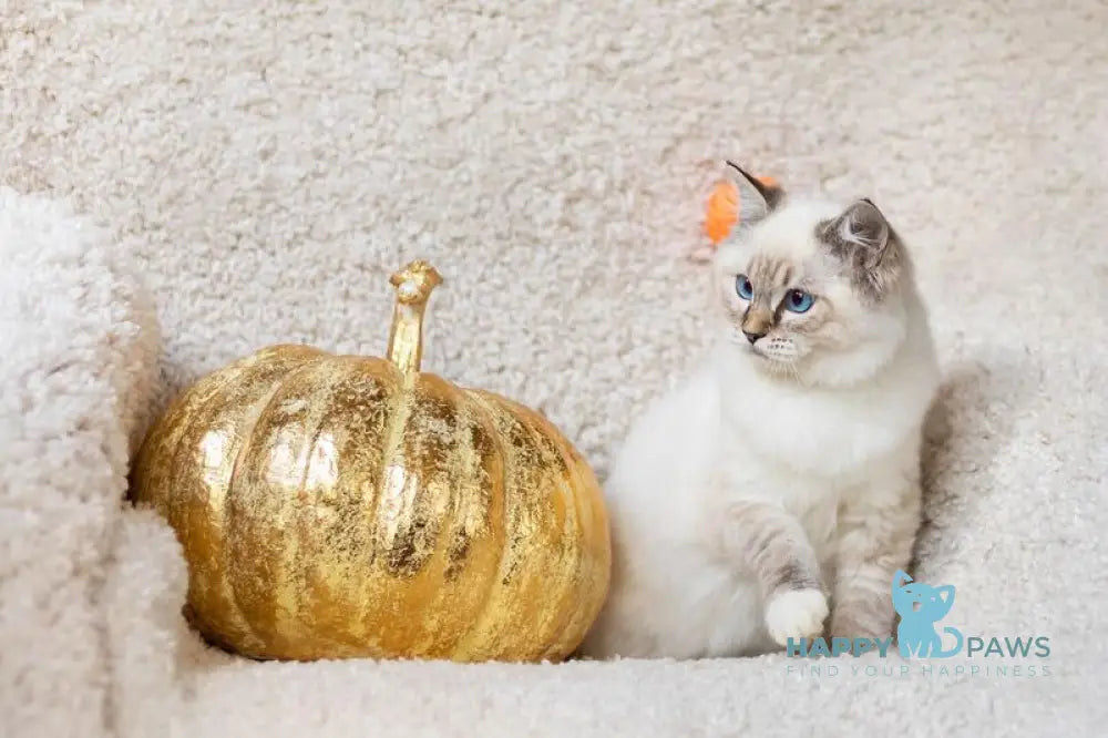 Viktor Ragdoll male blue tabby bicolour live animals