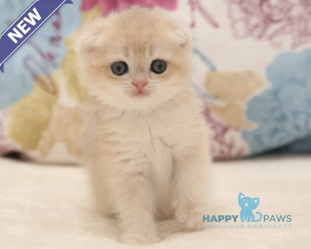 Vilen Scottish Fold male black golden shaded live animals