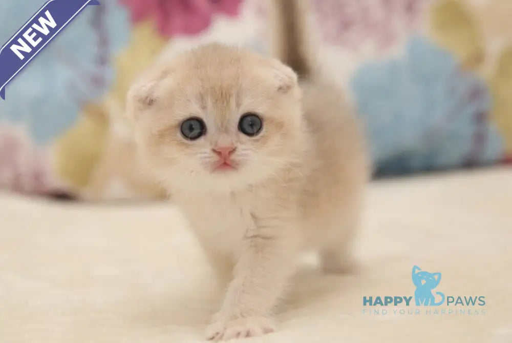 Vilen Scottish Fold male black golden shaded live animals