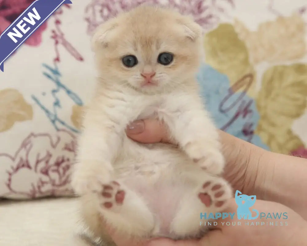 Vilen Scottish Fold male black golden shaded live animals