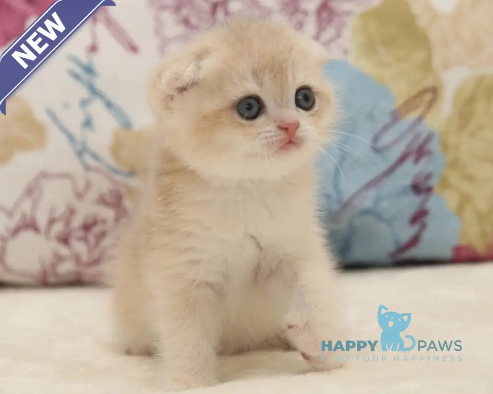 Vilen Scottish Fold male black golden shaded live animals