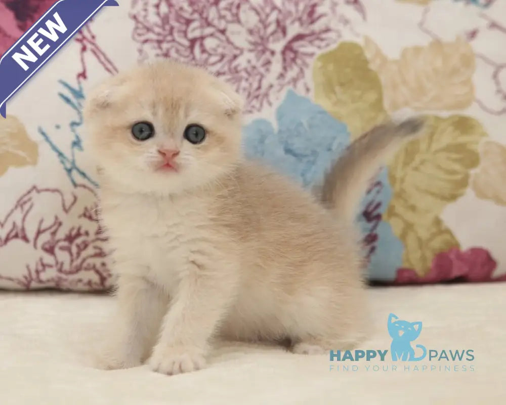 Vilen Scottish Fold male black golden shaded live animals