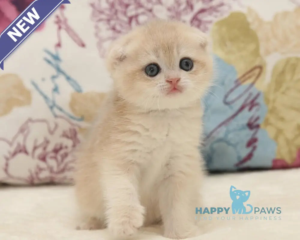 Vilen Scottish Fold male black golden shaded live animals