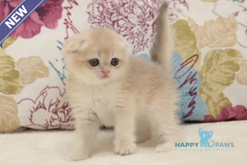 Vilen Scottish Fold male black golden shaded live animals