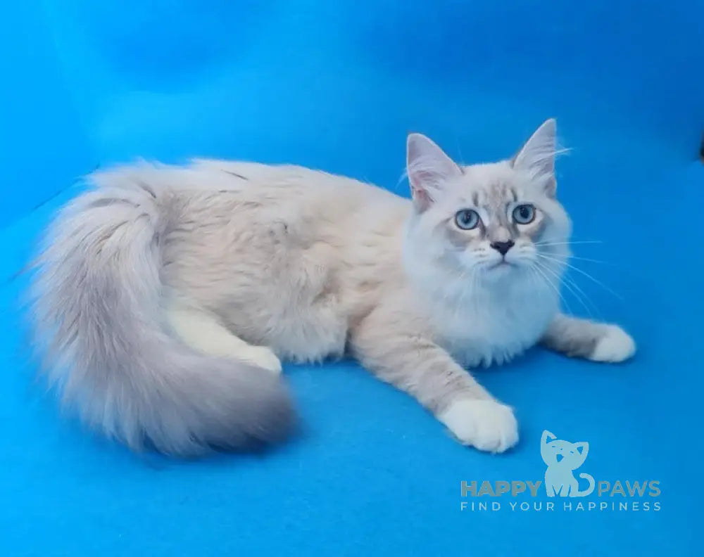 Viliam Siberian male blue tabby pointed mitted live animals