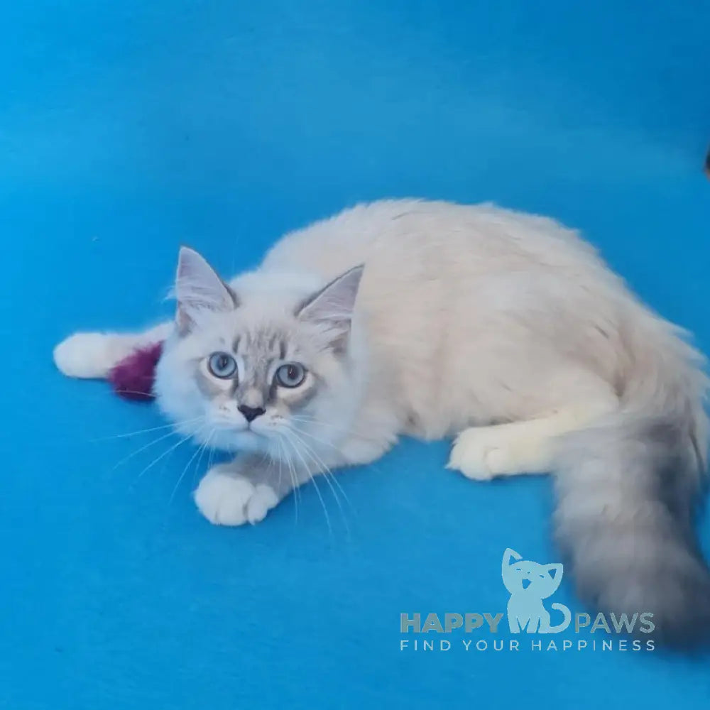 Viliam Siberian male blue tabby pointed mitted live animals