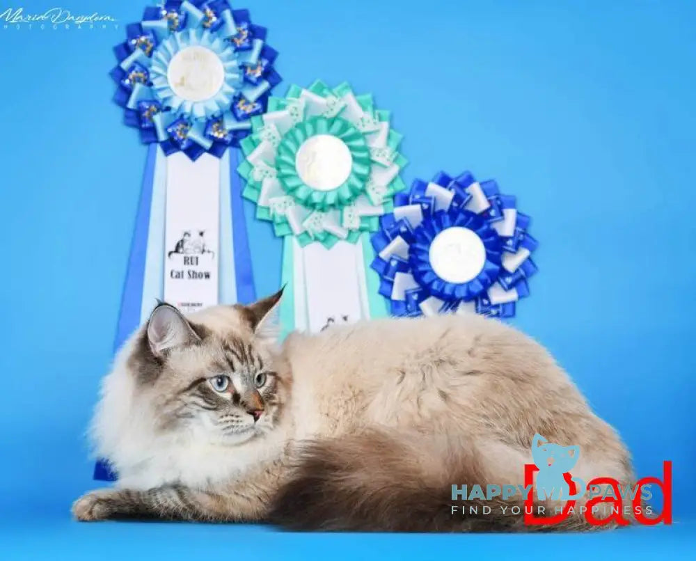 Viliam Siberian male blue tabby pointed mitted live animals