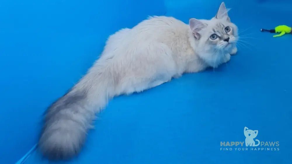 Viliam Siberian male blue tabby pointed mitted live animals