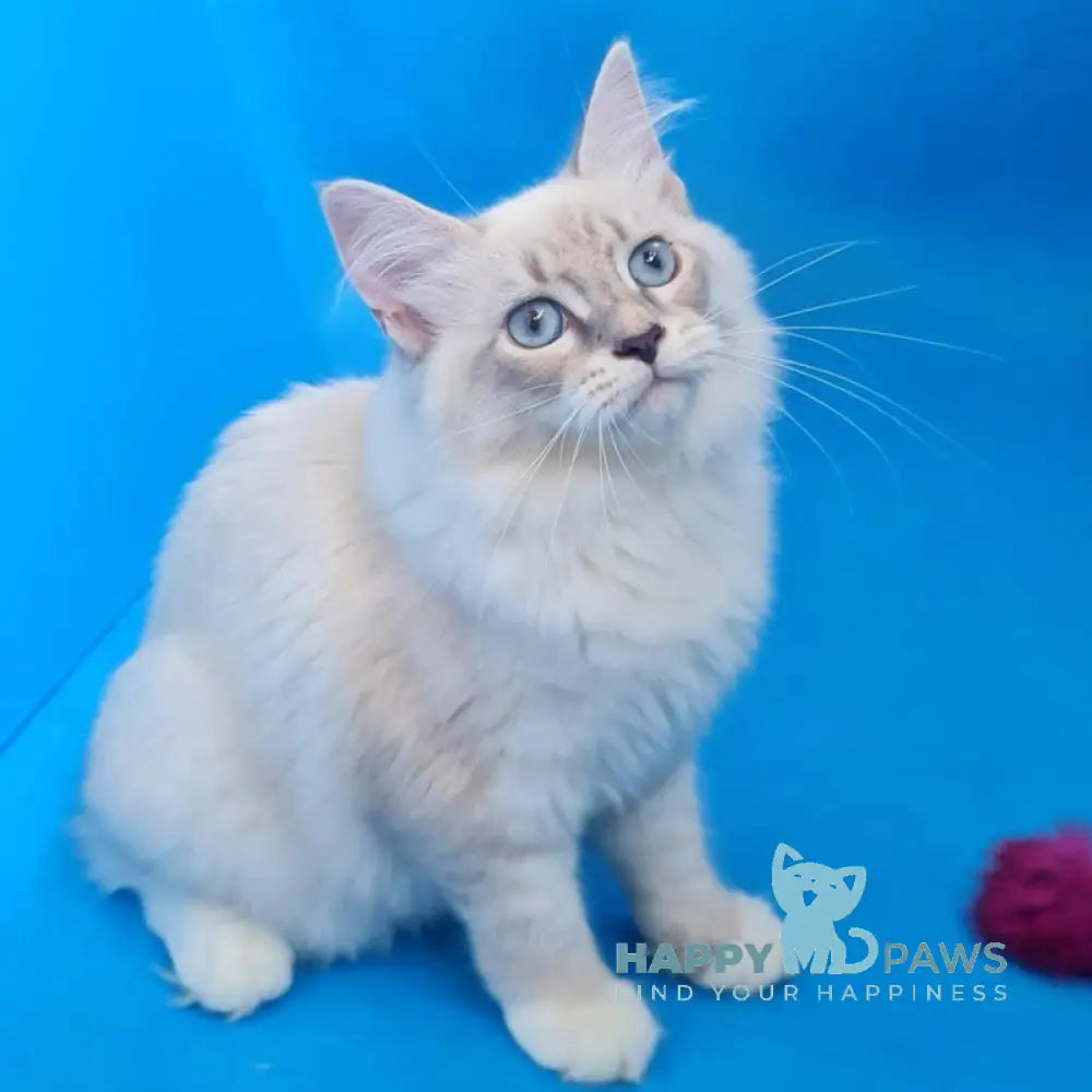 Viliam Siberian male blue tabby pointed mitted live animals