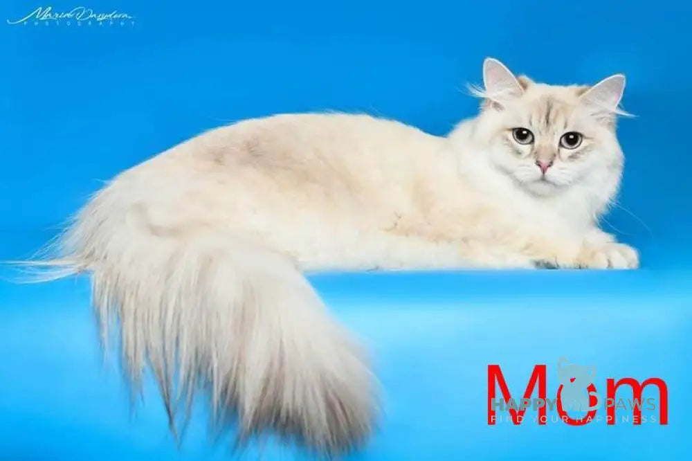 Viliam Siberian male blue tabby pointed mitted live animals