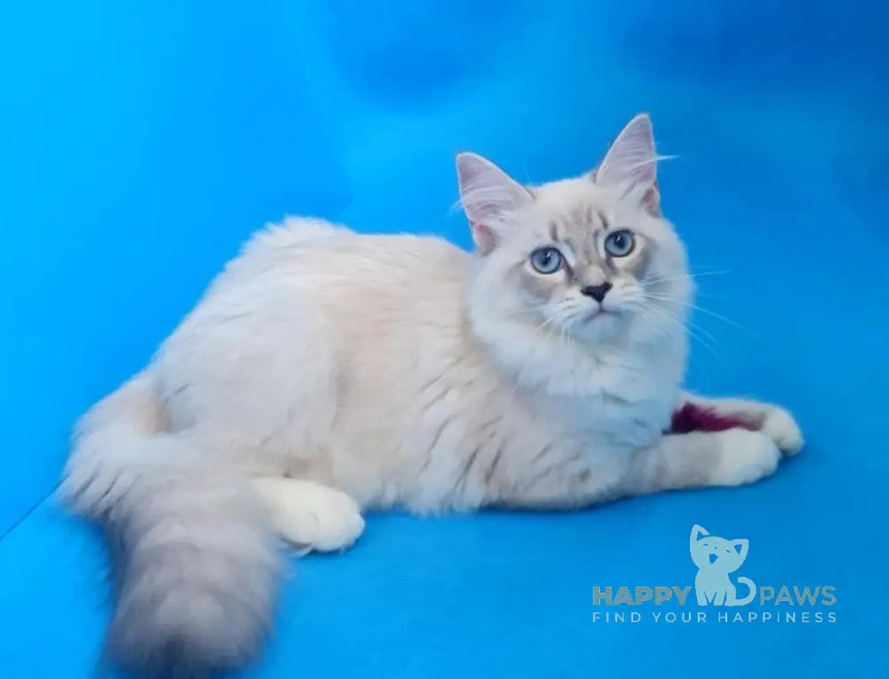 Viliam Siberian male blue tabby pointed mitted live animals