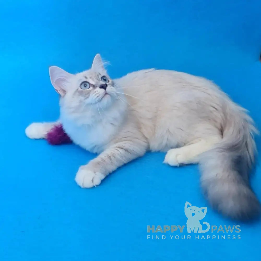 Viliam Siberian male blue tabby pointed mitted live animals