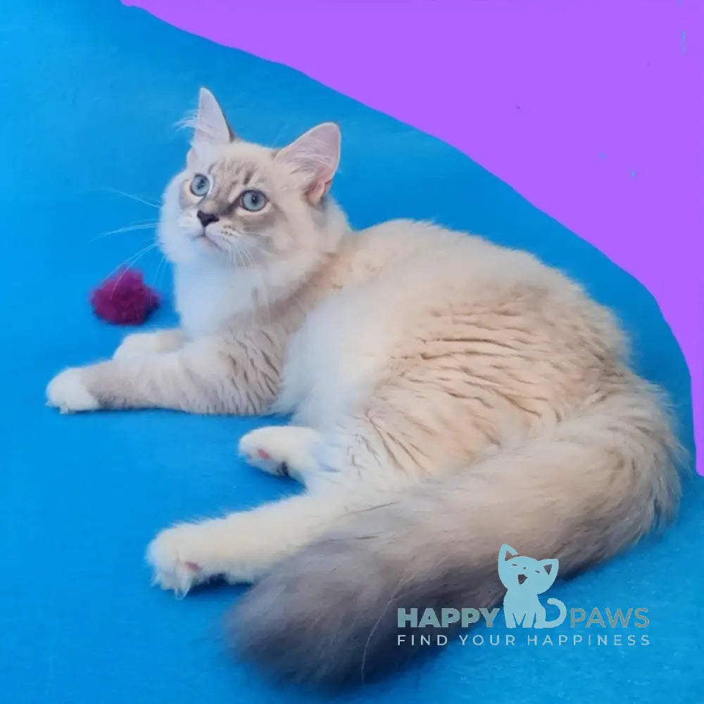 Viliam Siberian male blue tabby pointed mitted live animals