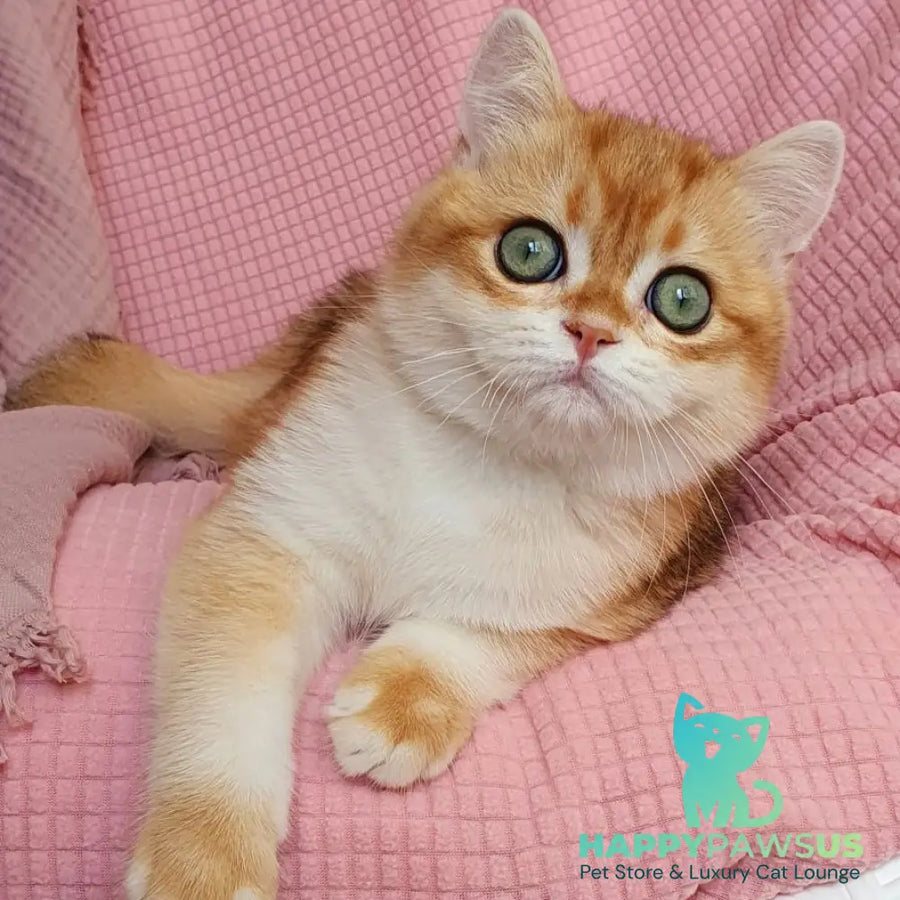 Villi British Shorthair male black golden chinchilla - live animals