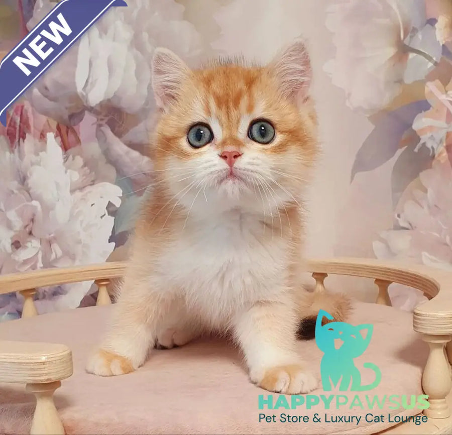 Villi British Shorthair male black golden chinchilla - live animals
