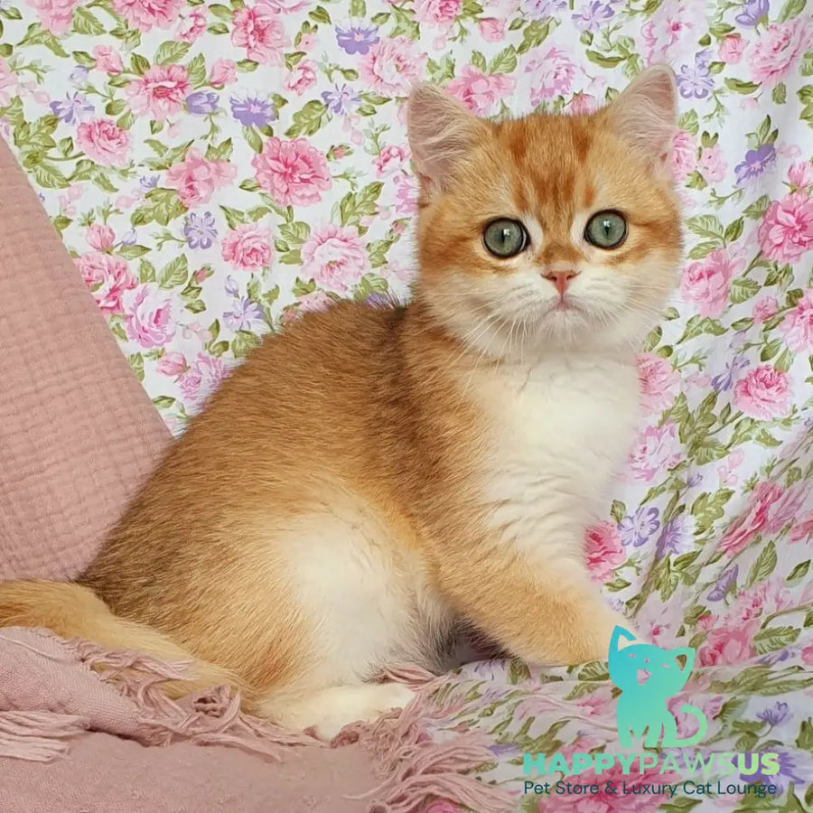 Villi British Shorthair male black golden chinchilla - live animals