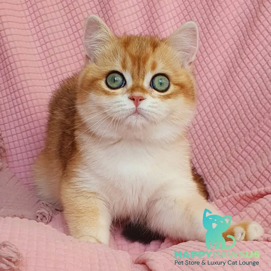 Villi British Shorthair male black golden chinchilla - live animals