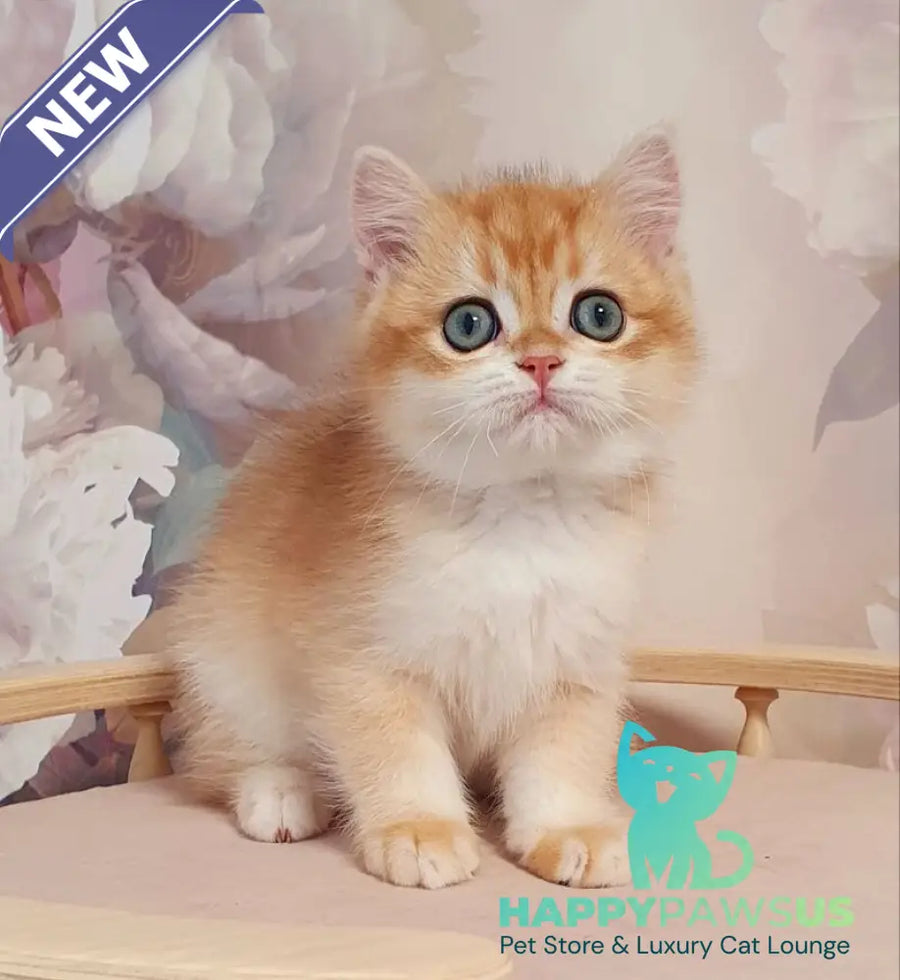 Villi British Shorthair male black golden chinchilla - live animals