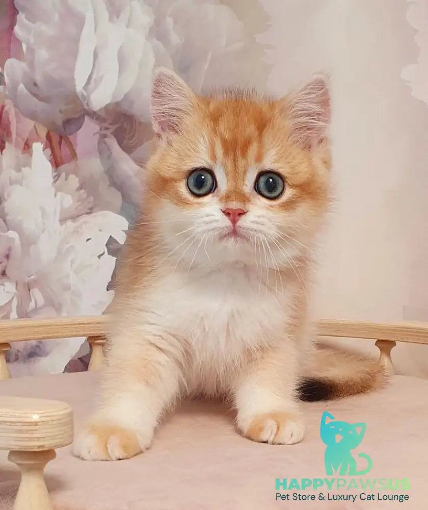 Villi British Shorthair male black golden chinchilla - live animals