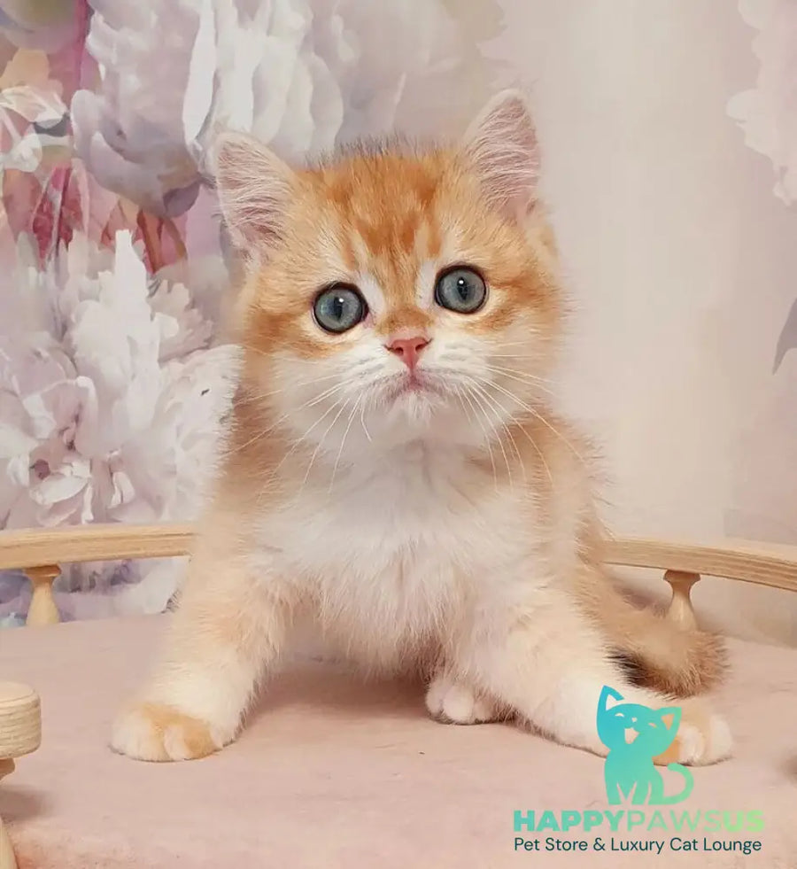 Villi British Shorthair male black golden chinchilla - live animals