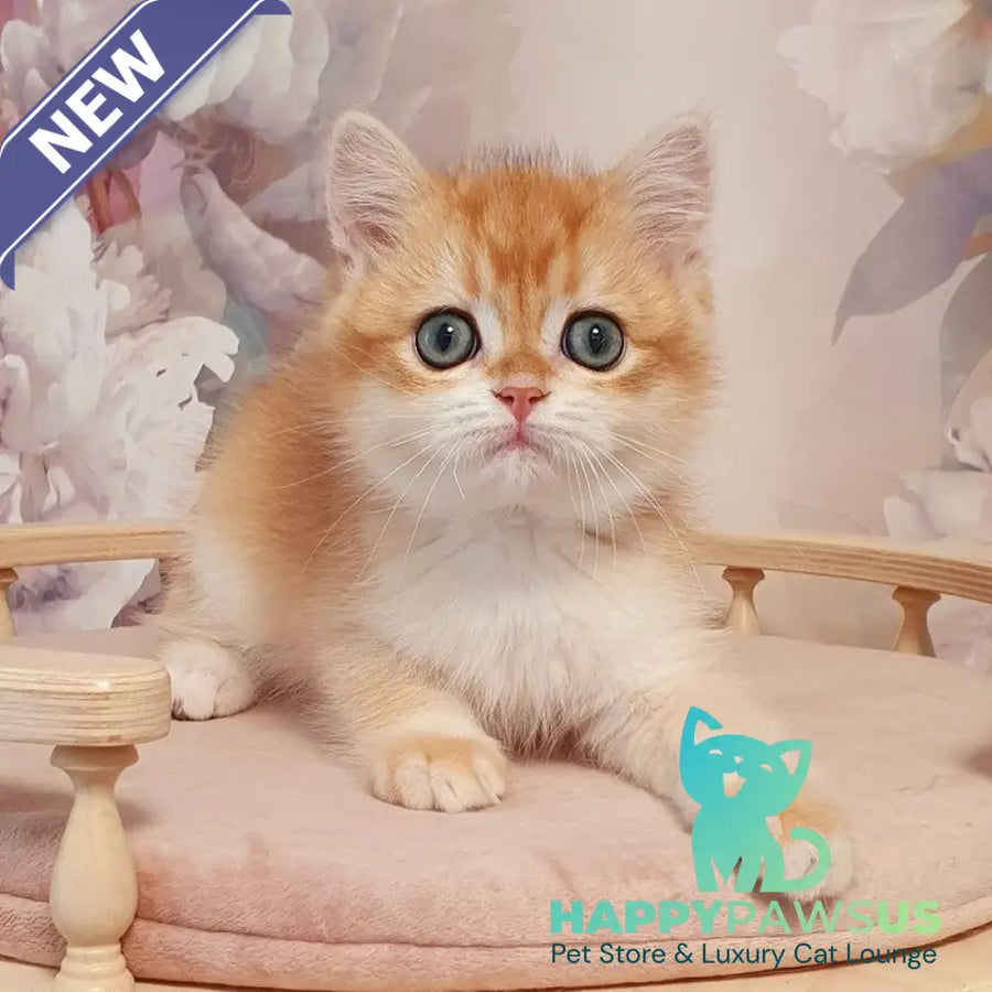 Villi British Shorthair male black golden chinchilla - live animals