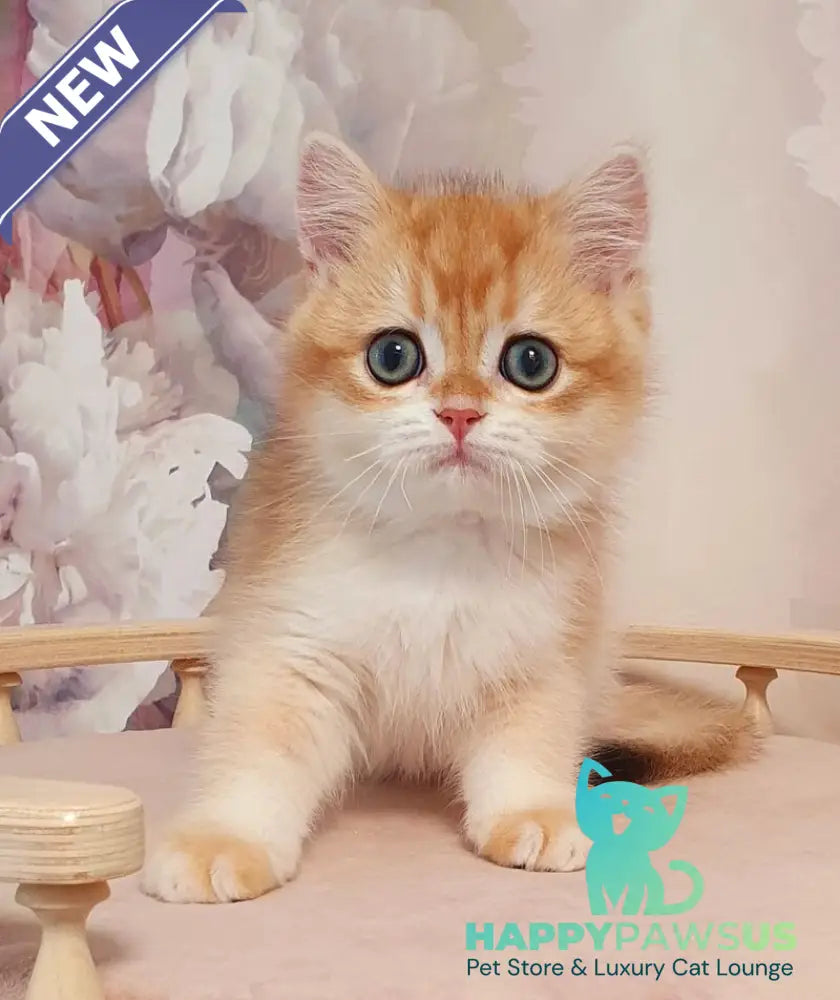 Villi British Shorthair male black golden chinchilla - live animals