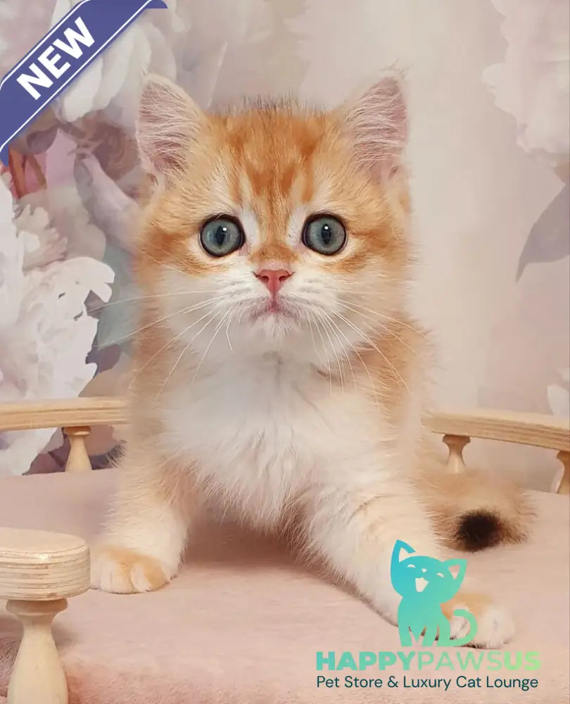 Villi British Shorthair male black golden chinchilla - live animals