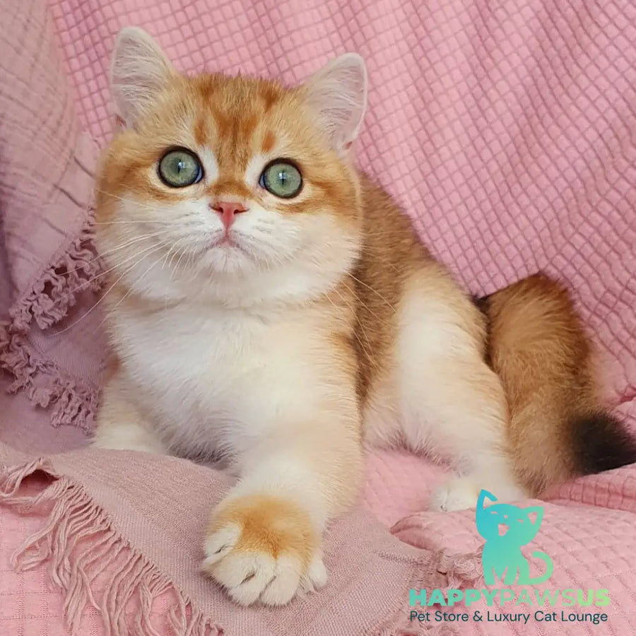 Villi British Shorthair male black golden chinchilla - live animals