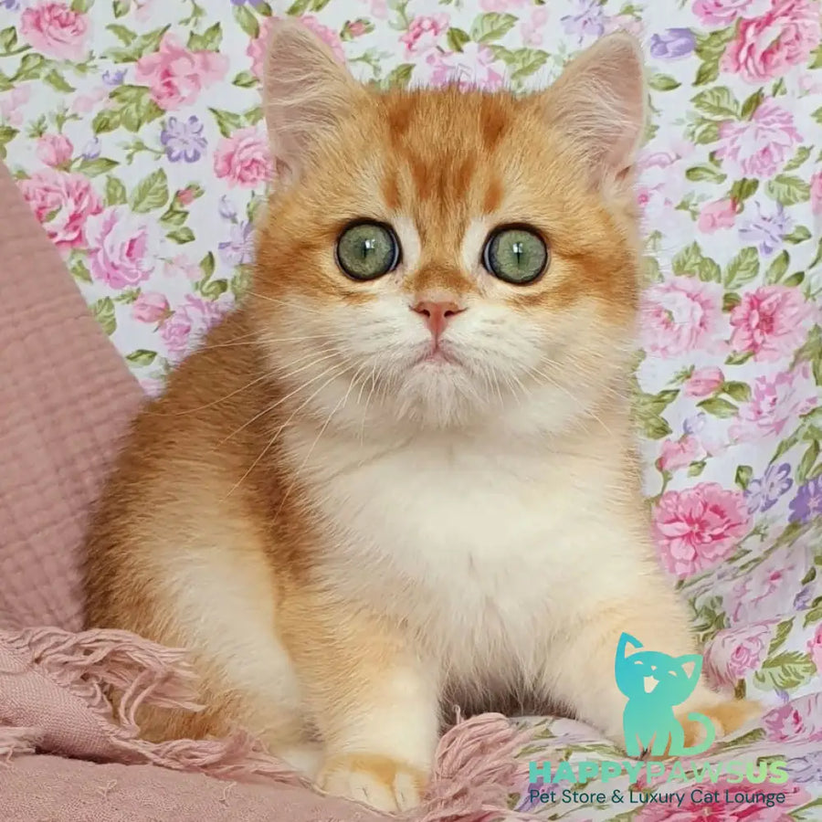 Villi British Shorthair male black golden chinchilla - live animals