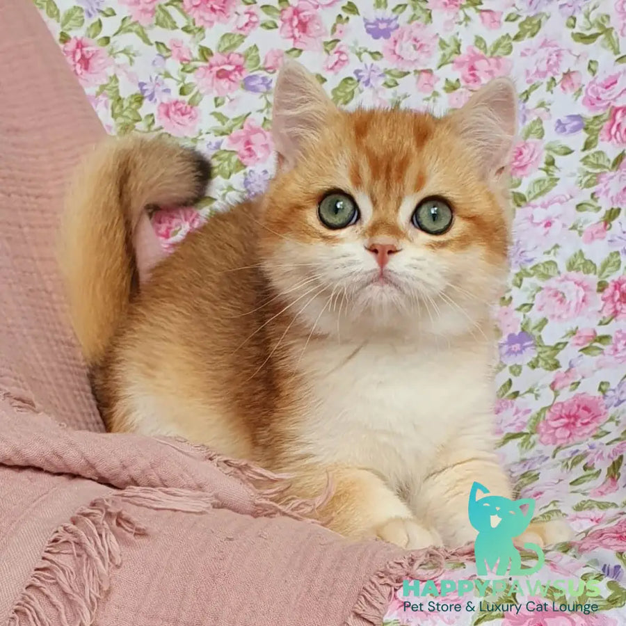 Villi British Shorthair male black golden chinchilla - live animals