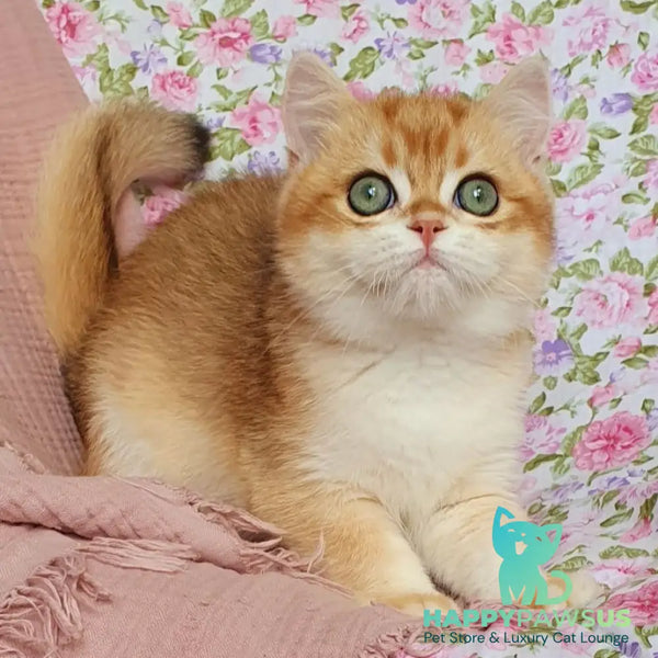 Villi British Shorthair male black golden chinchilla - live animals