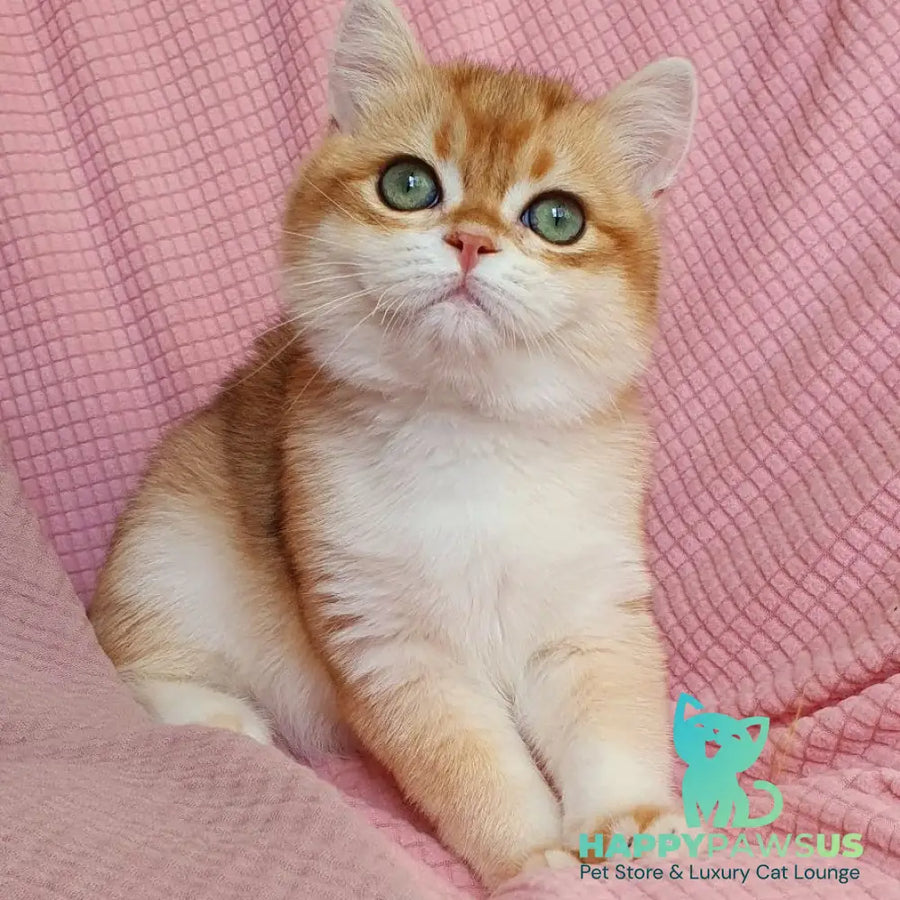 Villi British Shorthair male black golden chinchilla - live animals
