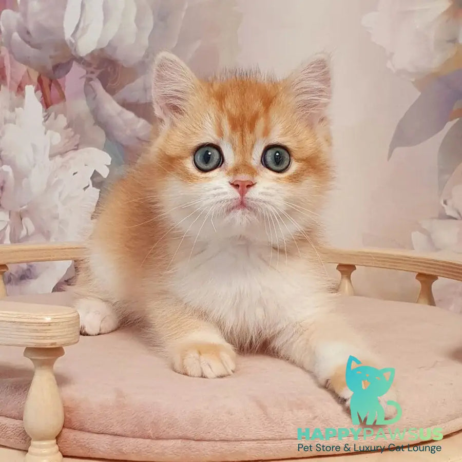 Villi British Shorthair male black golden chinchilla - live animals