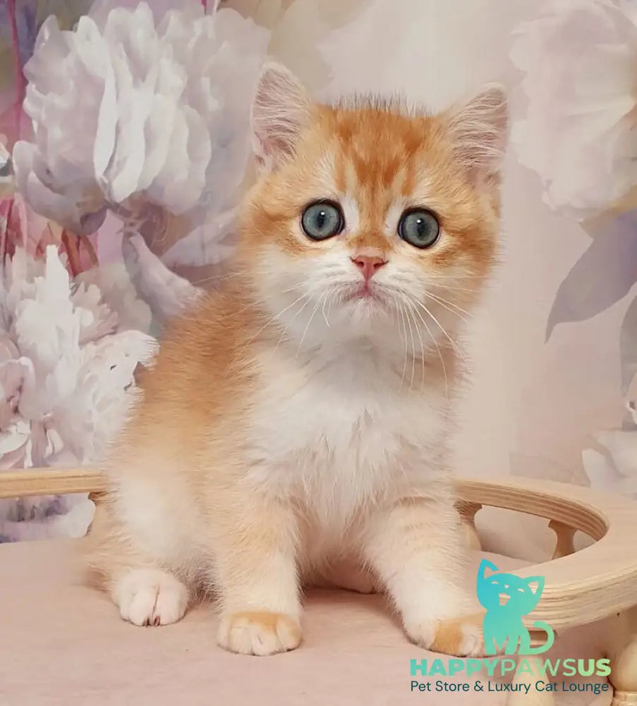 Villi British Shorthair male black golden chinchilla - live animals