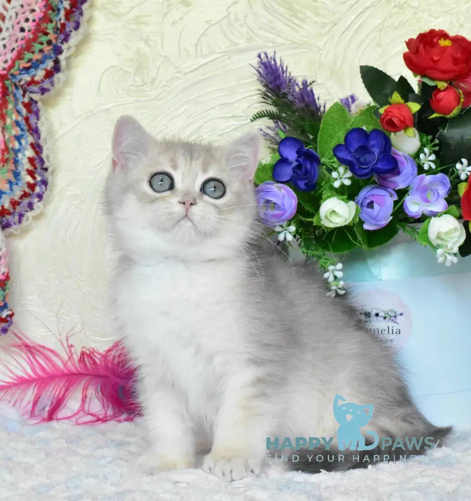 Villie British Shorthair male blue golden shaded live animals