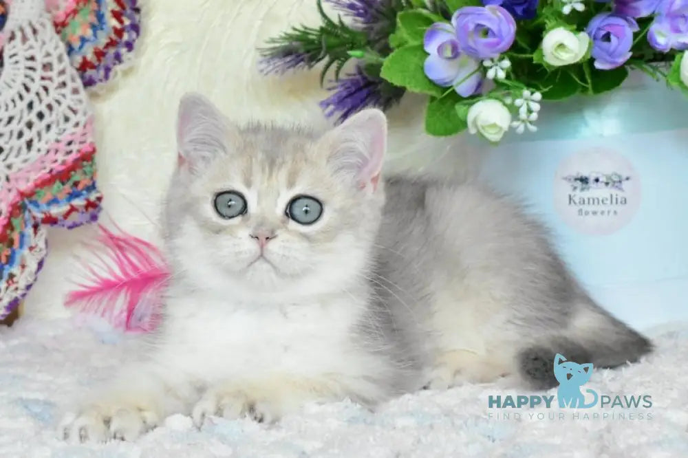 Villie British Shorthair male blue golden shaded live animals