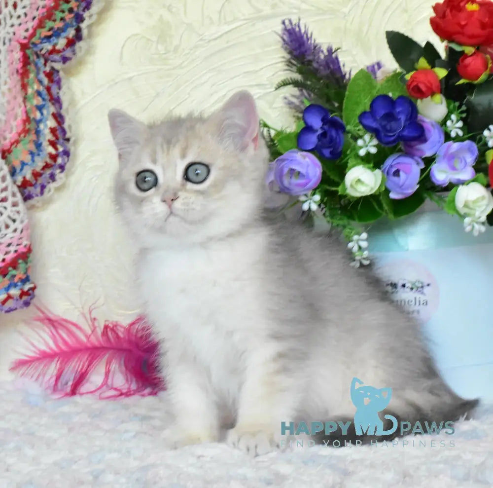 Villie British Shorthair male blue golden shaded live animals