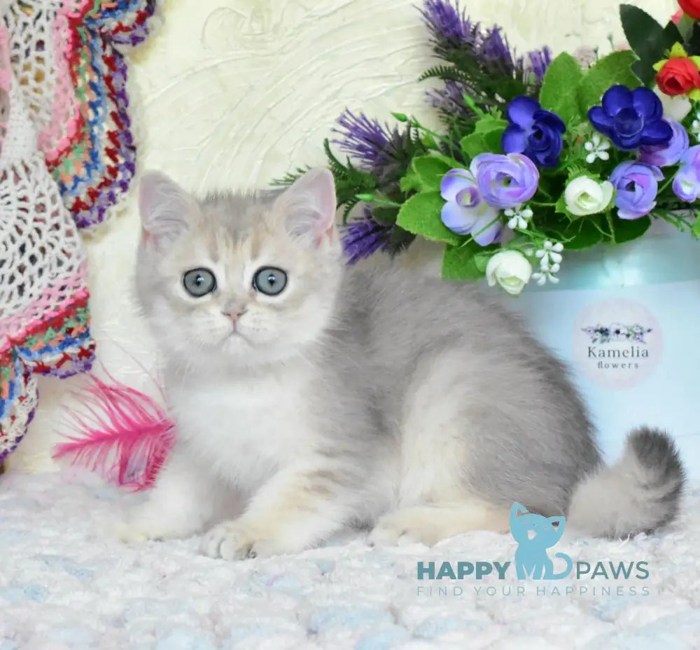 Villie British Shorthair male blue golden shaded live animals