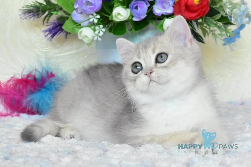 Villie British Shorthair male blue golden shaded live animals