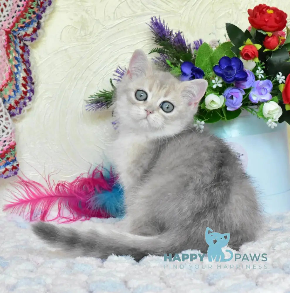 Villie British Shorthair male blue golden shaded live animals