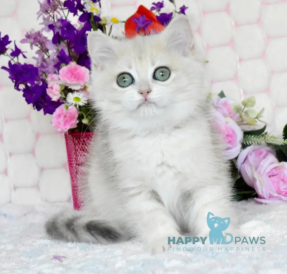 Vilma British Shorthair female blue golden shaded live animals