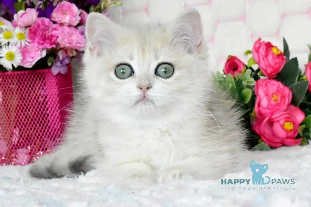 Vilma British Shorthair female blue golden shaded live animals