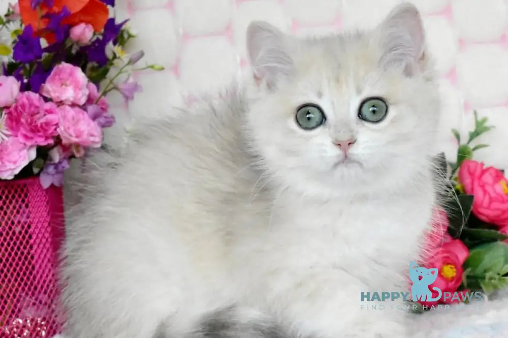 Vilma British Shorthair female blue golden shaded live animals
